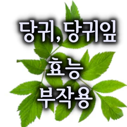  당귀 당귀잎 효능 부작용  /angelica