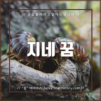  【꿈해몽/꿈풀이】 지네 꿈