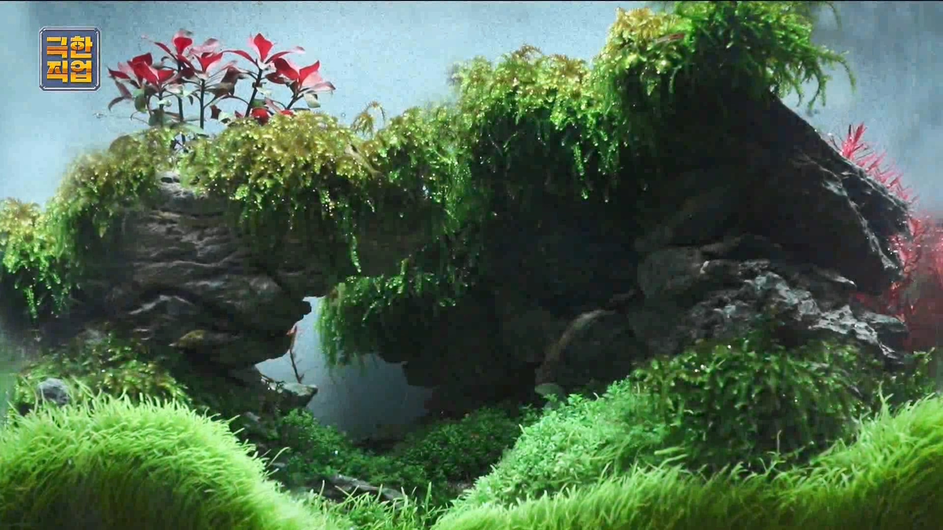 [극한 직업] 수조 조경.mp4_20230822_204218.885.jpg