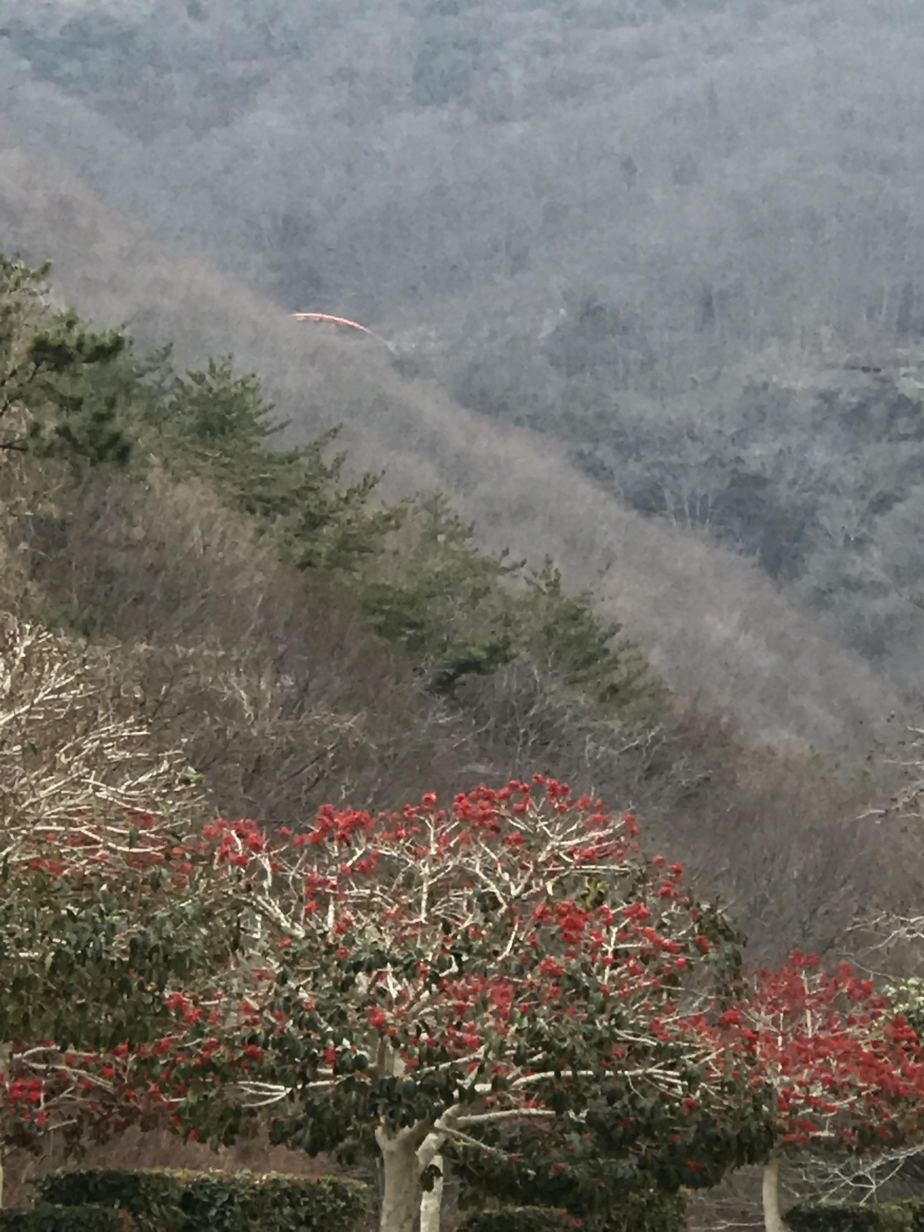 멀리 보이는 거금생태숲 구름 다리