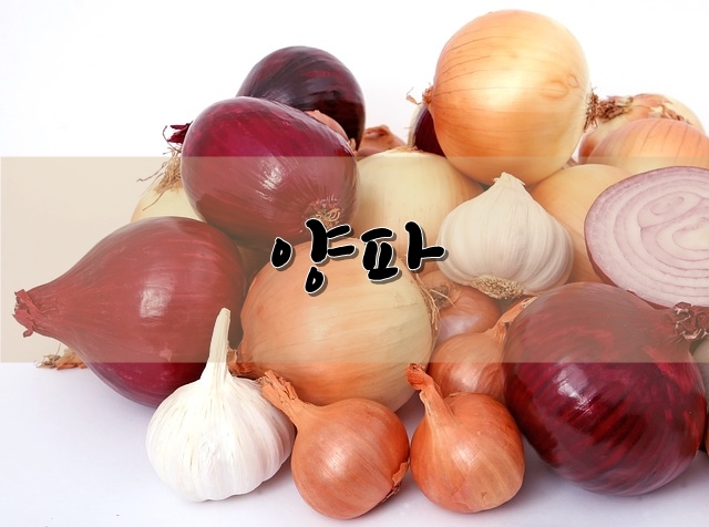  양파의 영양, 효능, 보관 방법 등