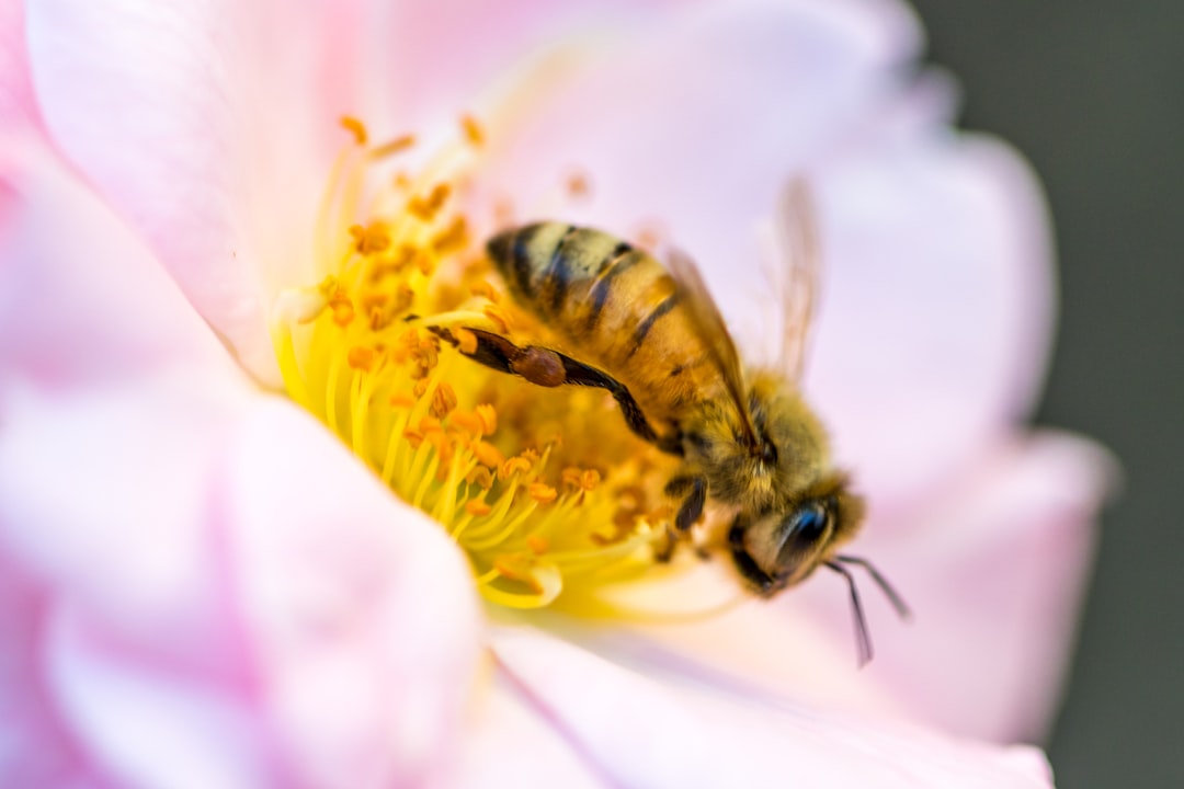 Pollen