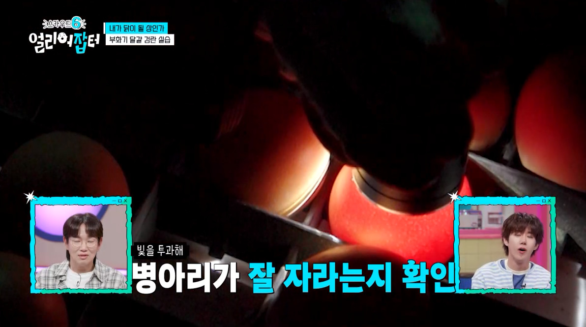 개신기한 병아리 꿈틀대면서 부화하는 모습...jpg | 인스티즈