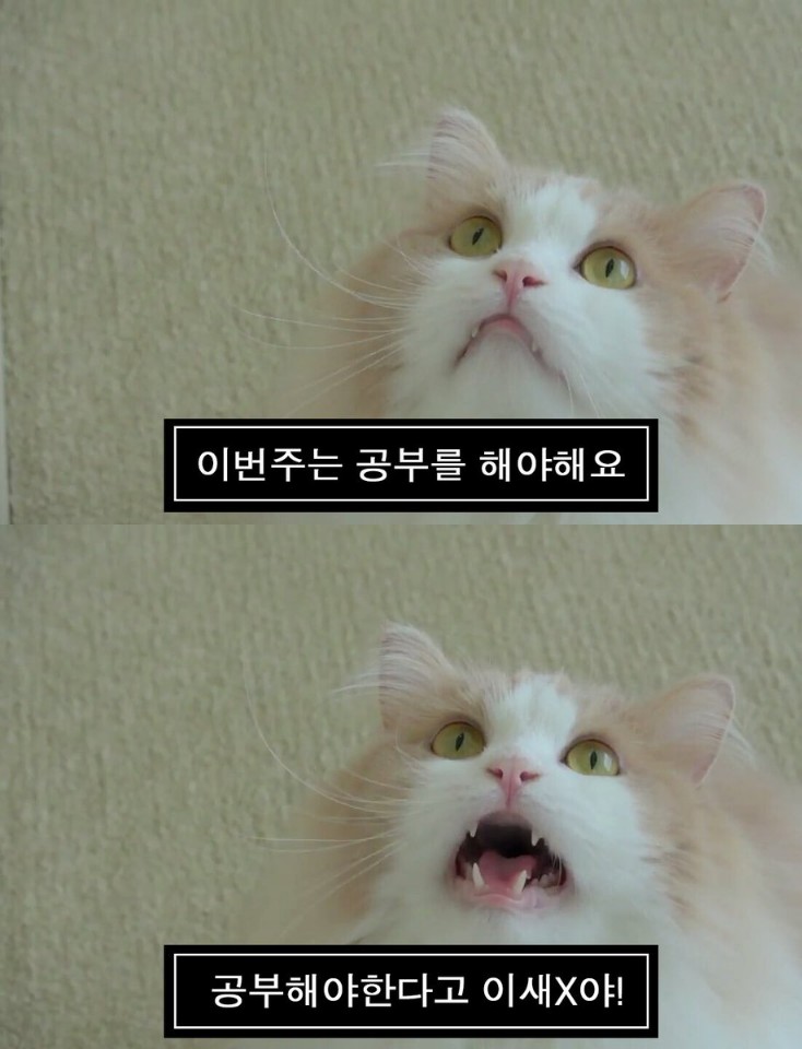 공부 짤 과제 짤 시험 짤 모음 정리 공부 짤 과제 짤 시험 짤 모음 정리