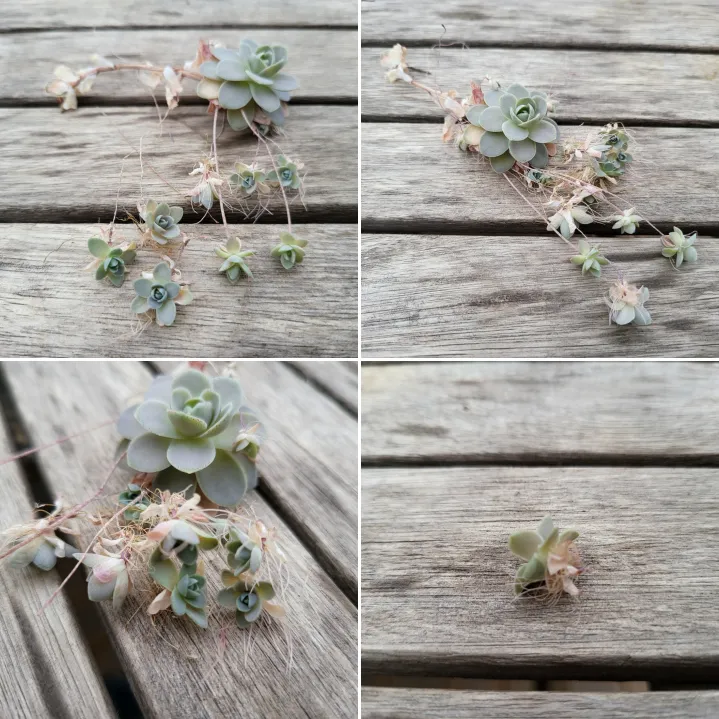 연화 록솔과 자구