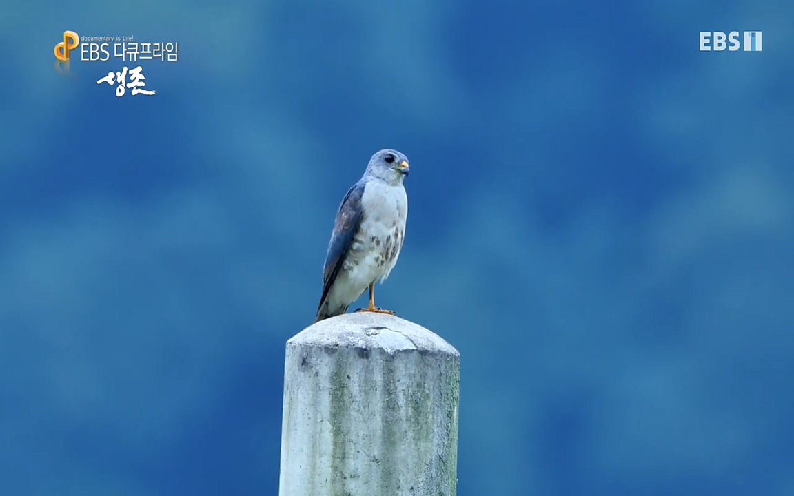 생존 3부_ EBS 다큐프라임_ 220629.avi_20220701_210106.661.jpg