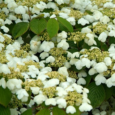 털설구화 (Viburnum plicatum f. tomentosum): 라나스 덜꿩나무 