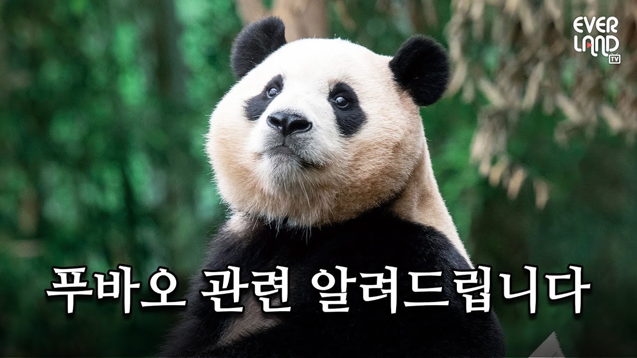  푸바오 4월 초 중국으로...