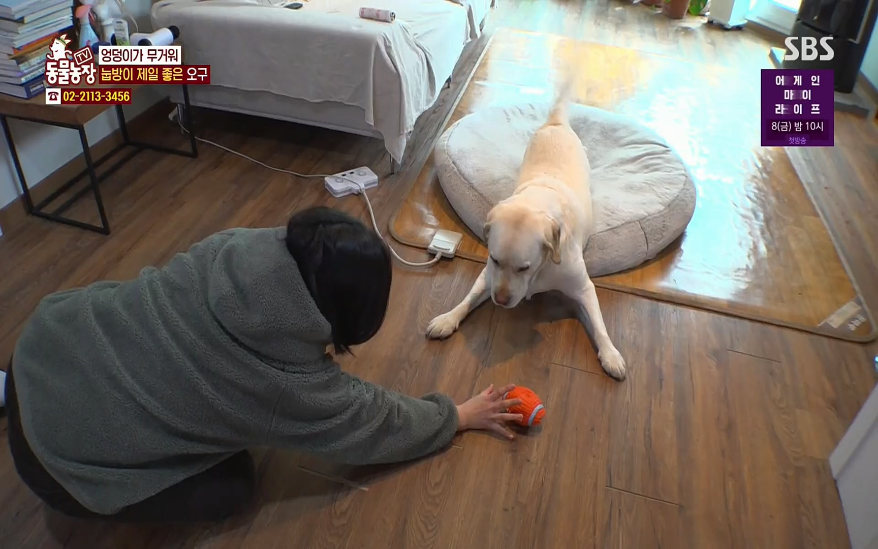 TV 동물농장.E1062.220327p.H264-F1RST.mp4_20220327_174413.374.jpg