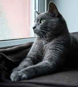 창문앞-회색-고양이