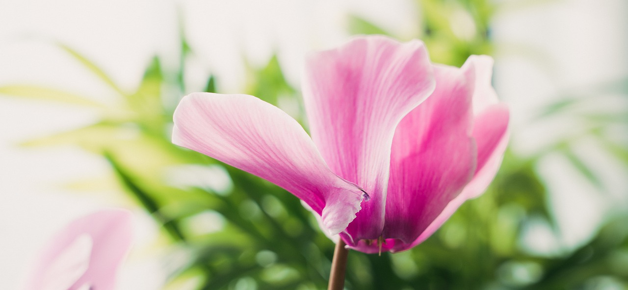  진심 어린 애정, 시클라멘(Cyclamen)
