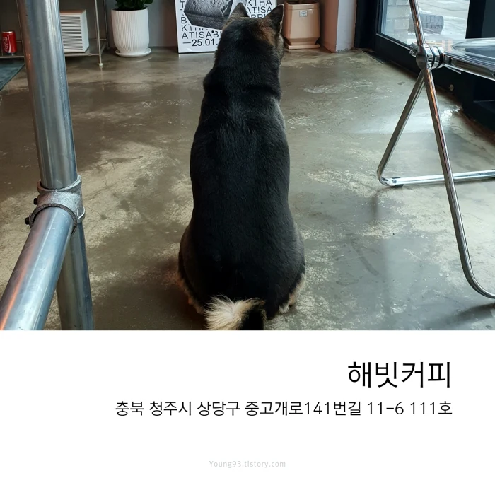 [청주 용암동 동남지구 감성카페] 해빗커피_특이한 메뉴와 댕댕이가 있는 이색 카페