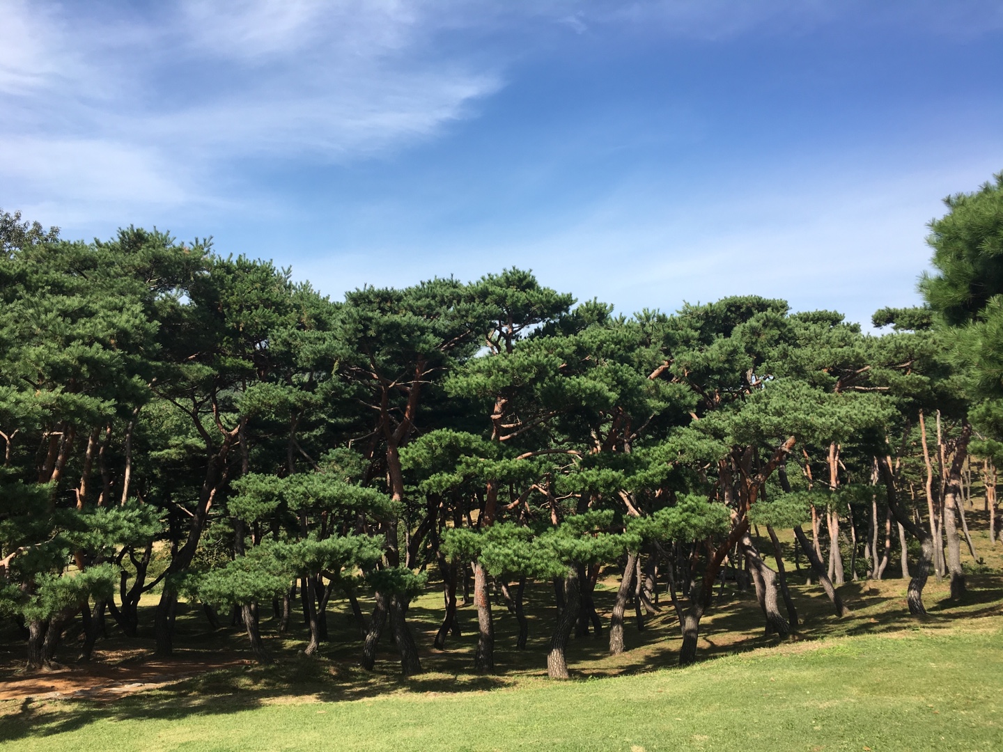  싱그러운 초록빛 쉼터, 숲으로의 초대