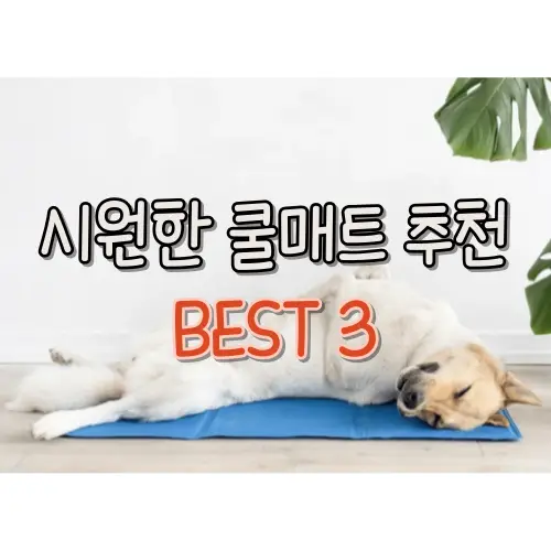 썸네일-사진