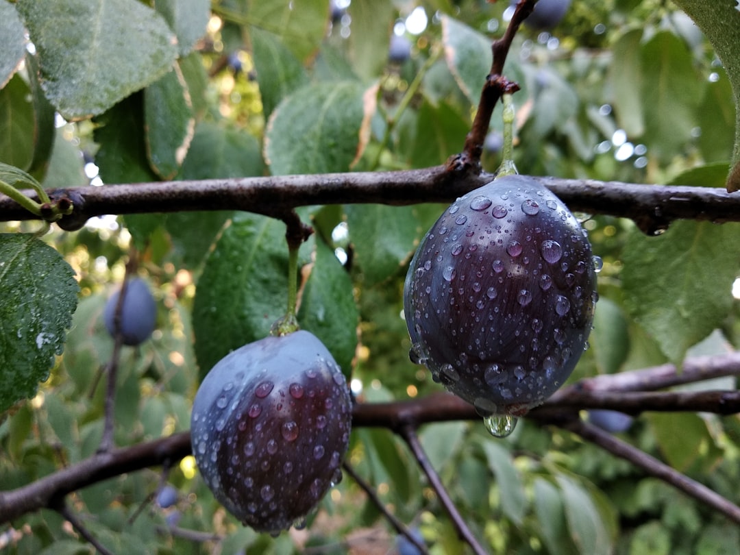 Plum
