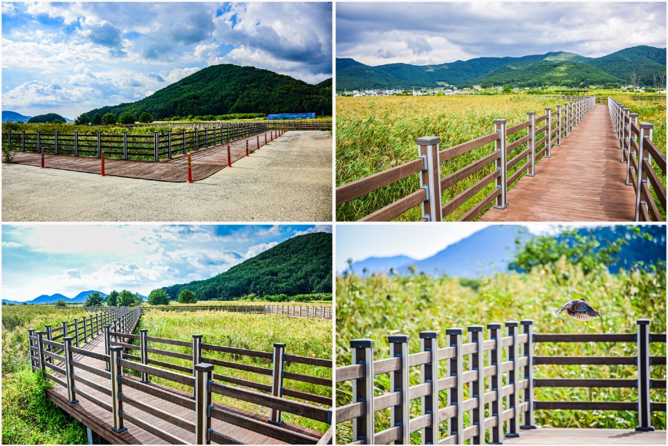 거제 오수마을 갈대밭 가을이 찾아온 9