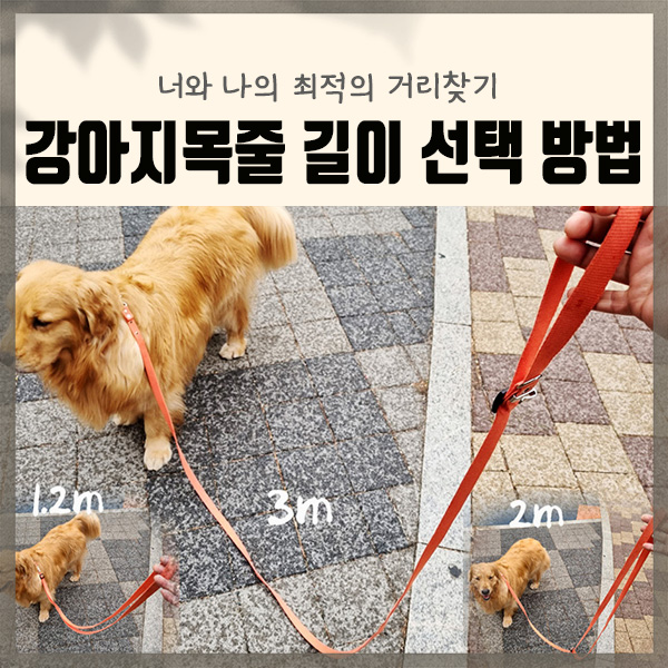  강아지 목줄 리드줄 길이 선택방법 - 플렉시 자동줄/보듬리드줄/유봉펫