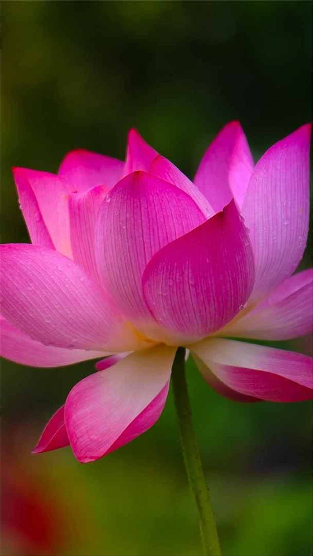 Lotus Flower iPhone Wallpaper