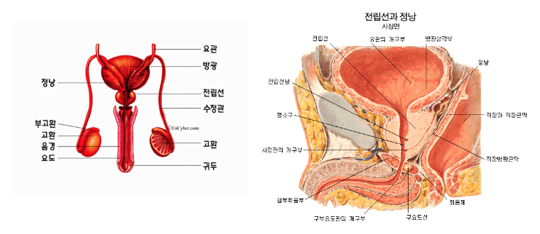  전립선이 건강해야 삶이 편안합니다.