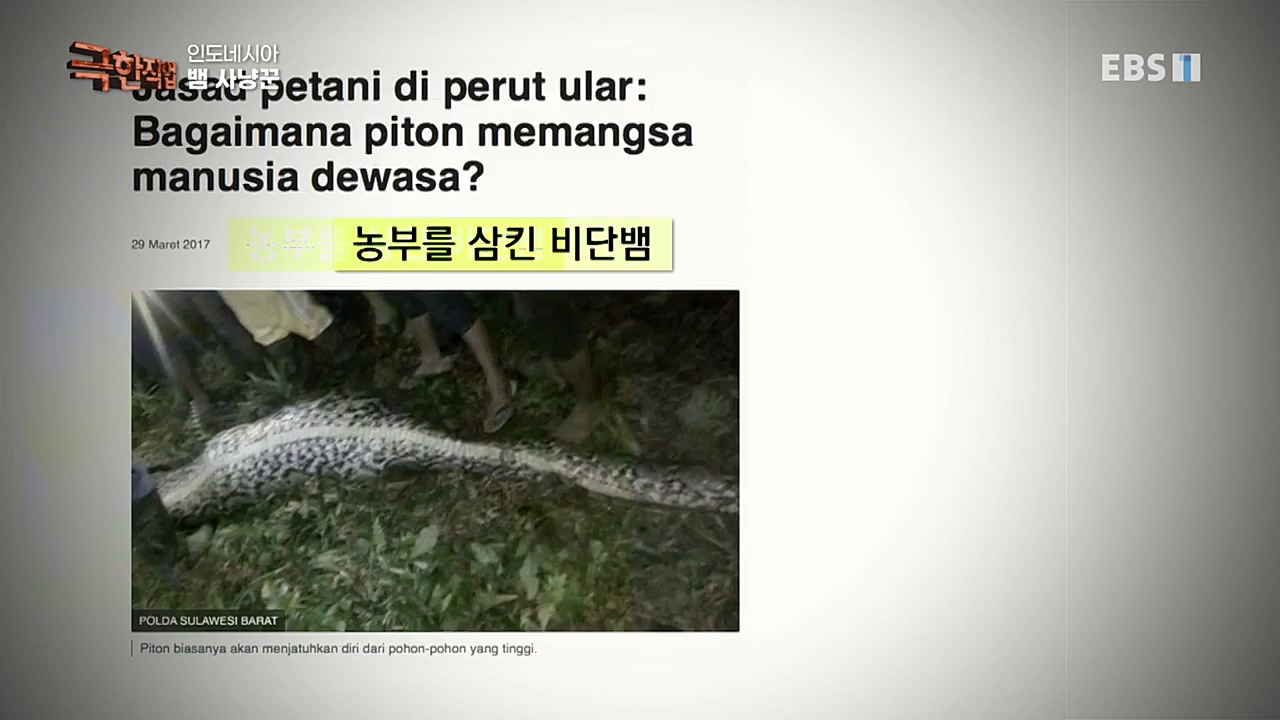 TV - 교육의 중심 EBS인도네시아 뱀사냥꾼.mp4_20221211_181452.069.jpg