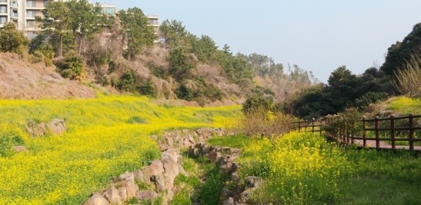 제주 유채꽃(2)