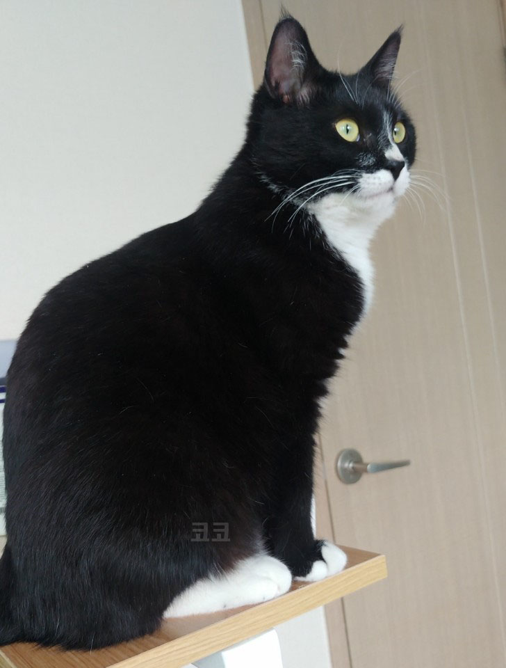  고양이 화장실 모래 어떤게 좋을까?