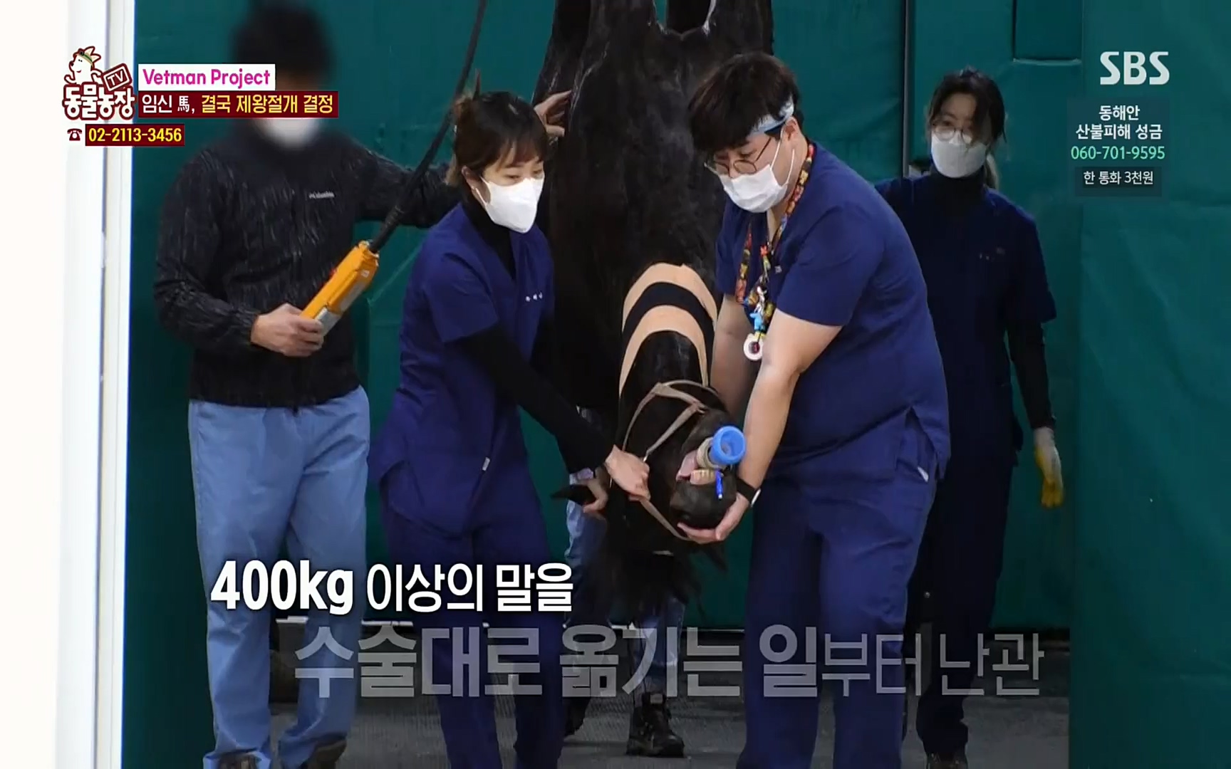 TV 동물농장.E1062.220327p.H264-F1RST.mp4_20220327_174449.938.jpg