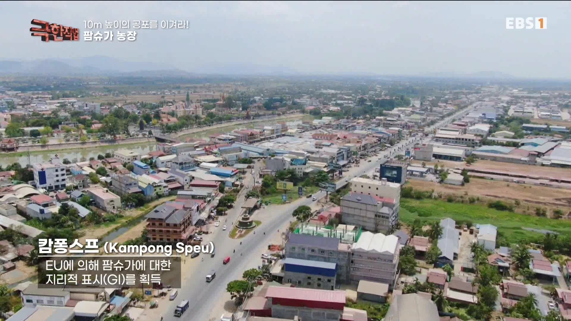 [극한 직업] 캄보디아 팜슈가 농장 230624.mp4_20230701_185220.042.jpg