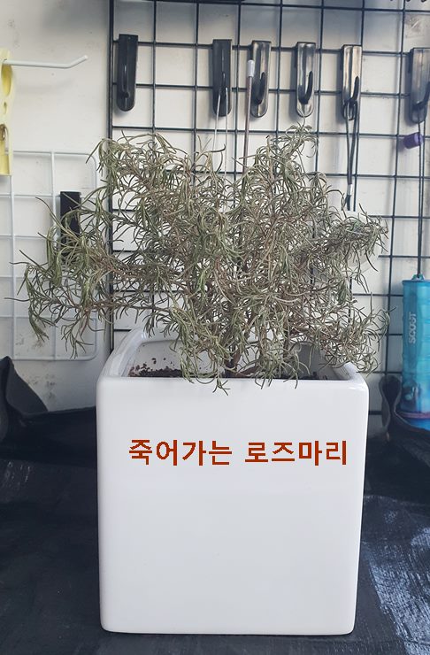 죽어가는 로즈마리