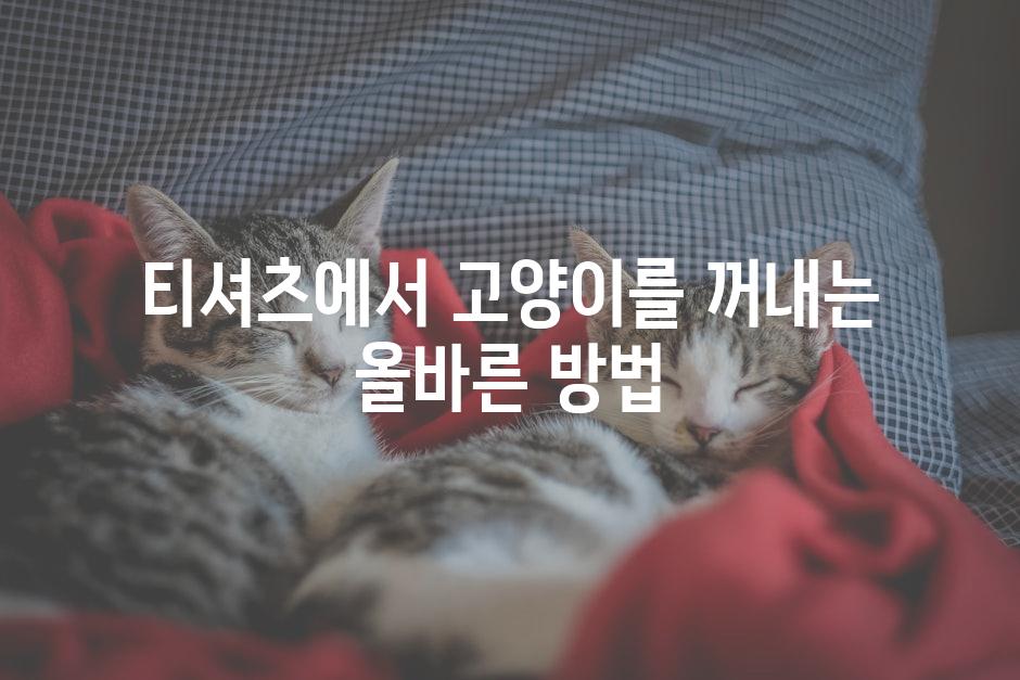 티셔츠에서 고양이를 꺼내는 올바른 방법