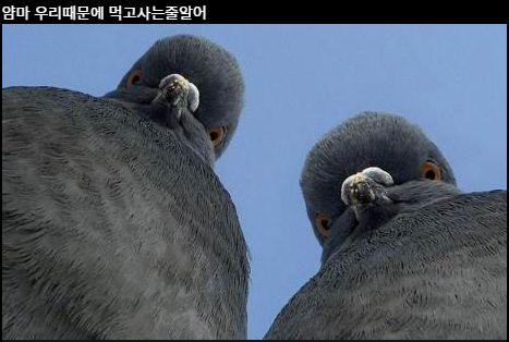  비둘기도 규제하는 심각한 정부 주도 일자리 사업 : K뉴딜의 실상