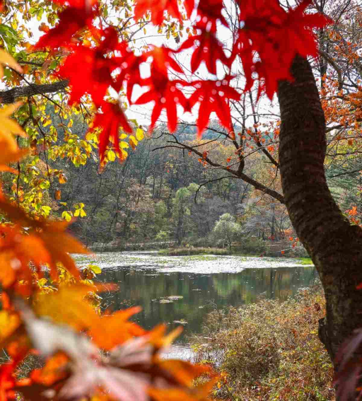 국립수목원