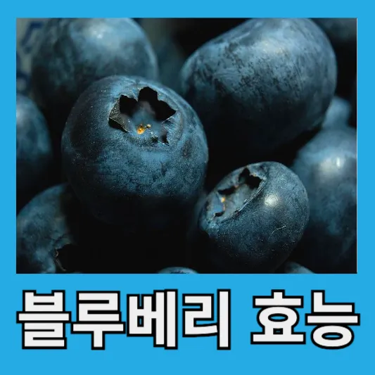 블루베리 효능