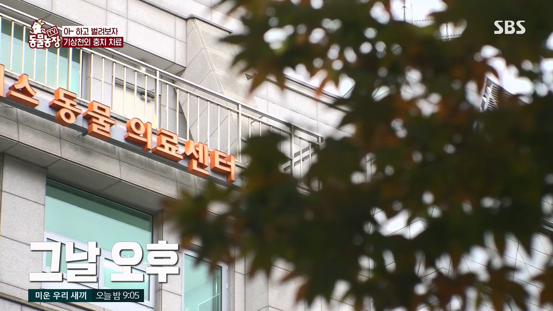 TV 동물농장.E1120.230514p.H264-F1RST.mp4_20230515_203534.308.jpg