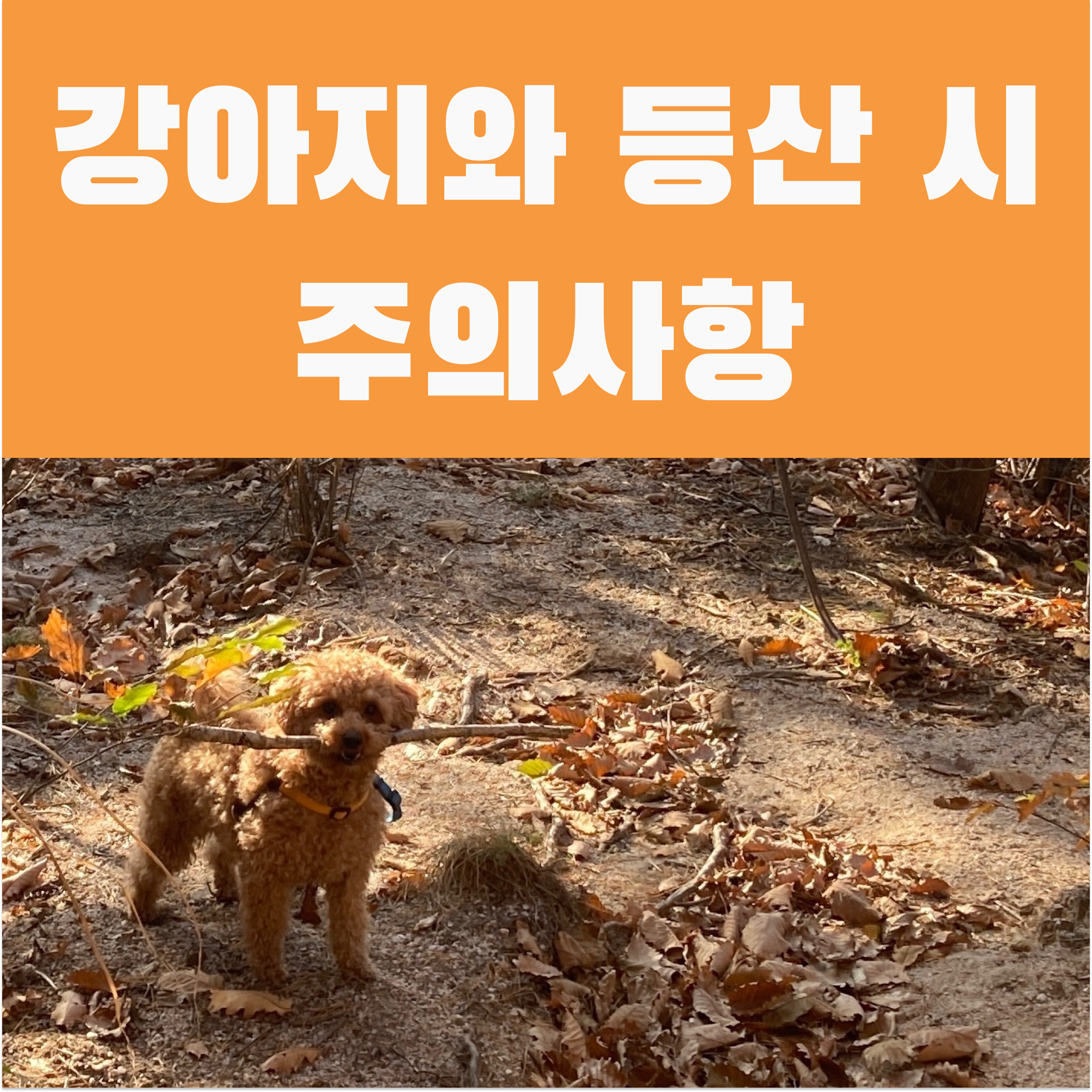  애견 동반 등산 준비물, 주의사항, 대처방법 - 강아지와 함께 등산하기