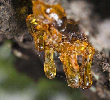  코파이바 발삼 (COPAIBA BALSAM) 효능 및 부작용, 복용시 주의할 점