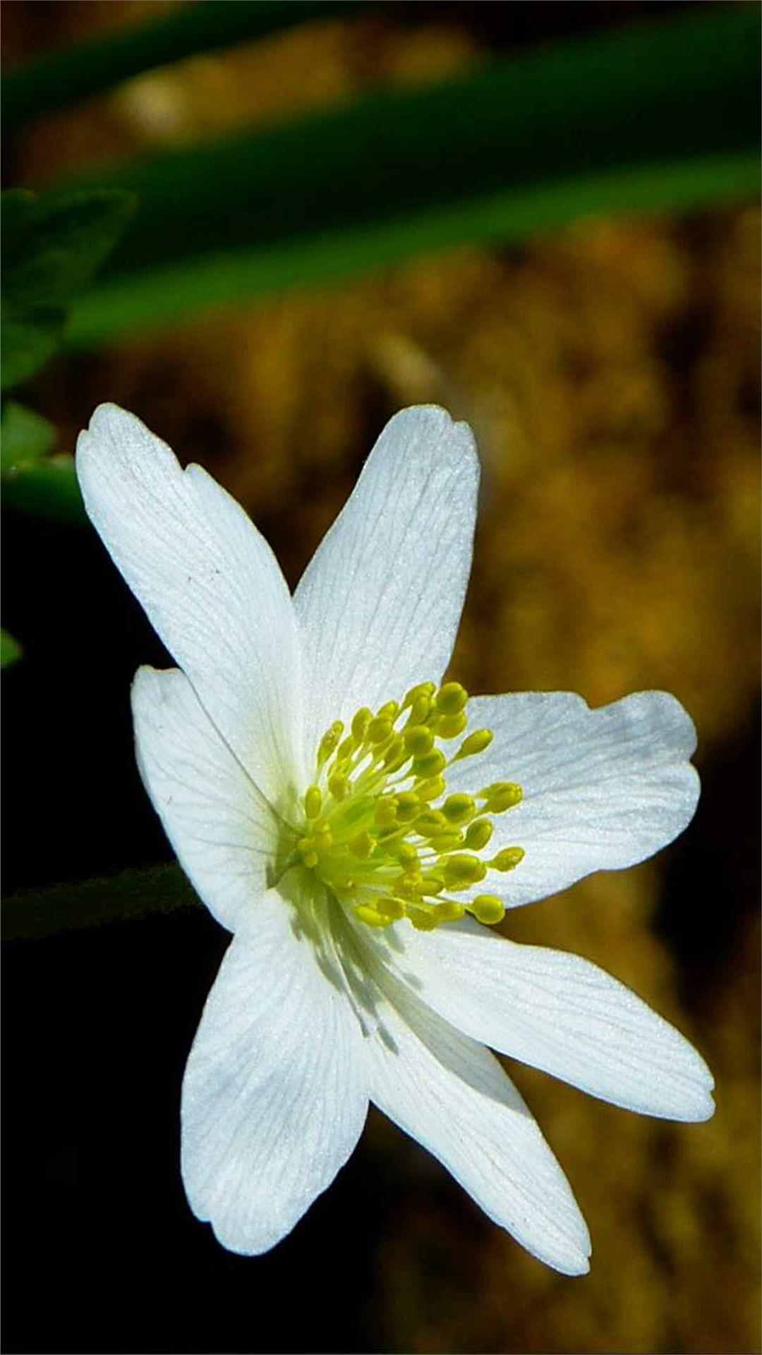 Anemone Flower iPhone Wallpaper