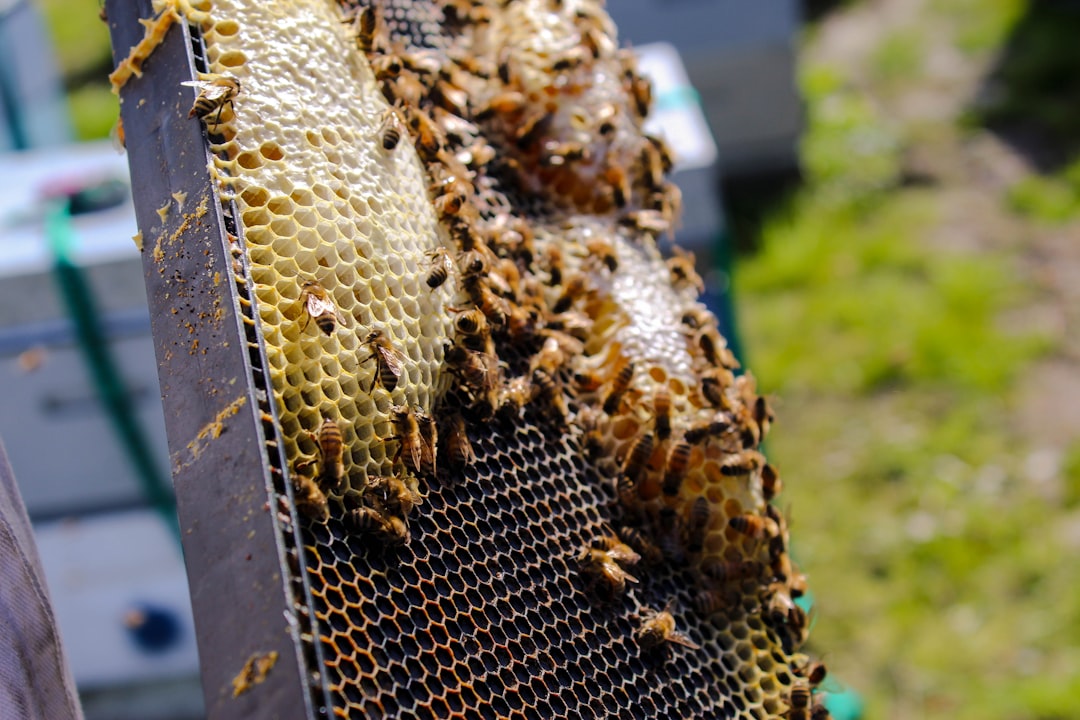 Hive