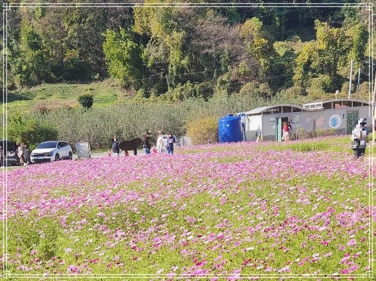 괴산-문광저수지옆-괴산군소금랜드-정원의-코스모스-밭과-주차장과-간이-화장실이-멀리서-보임