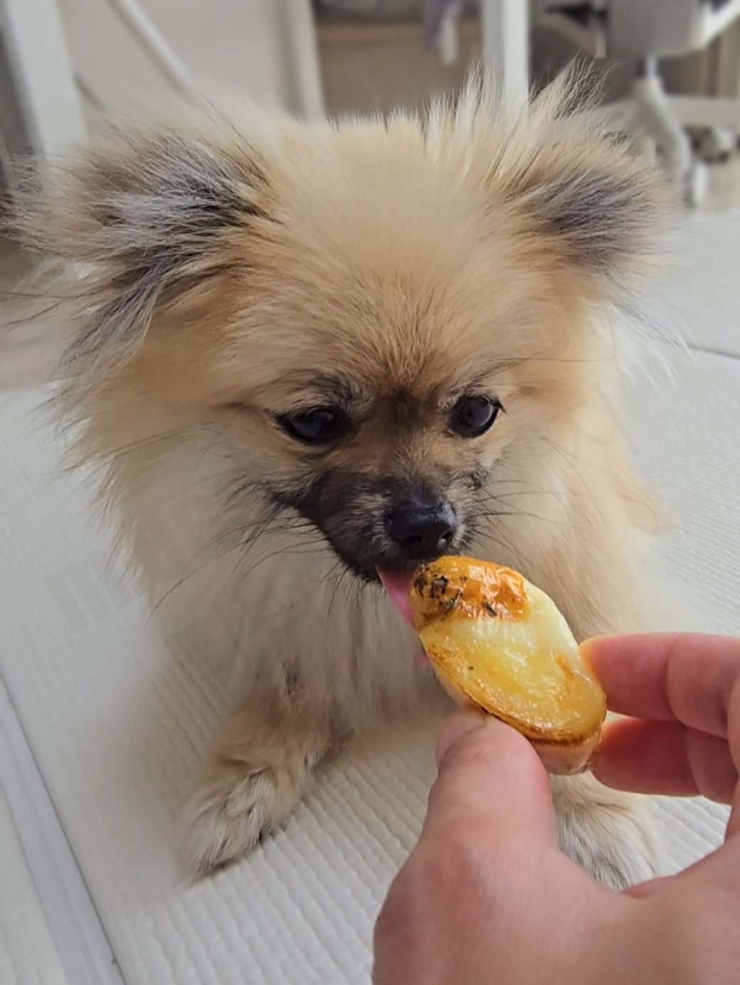 계란빵을 핥아서 맛보는 강아지