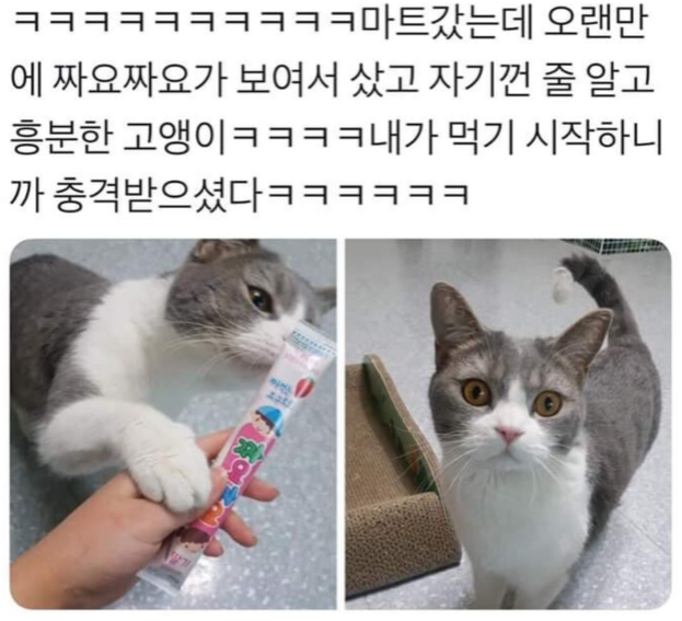  집사가 내 소듕한 츄르를 뺏어 먹었다