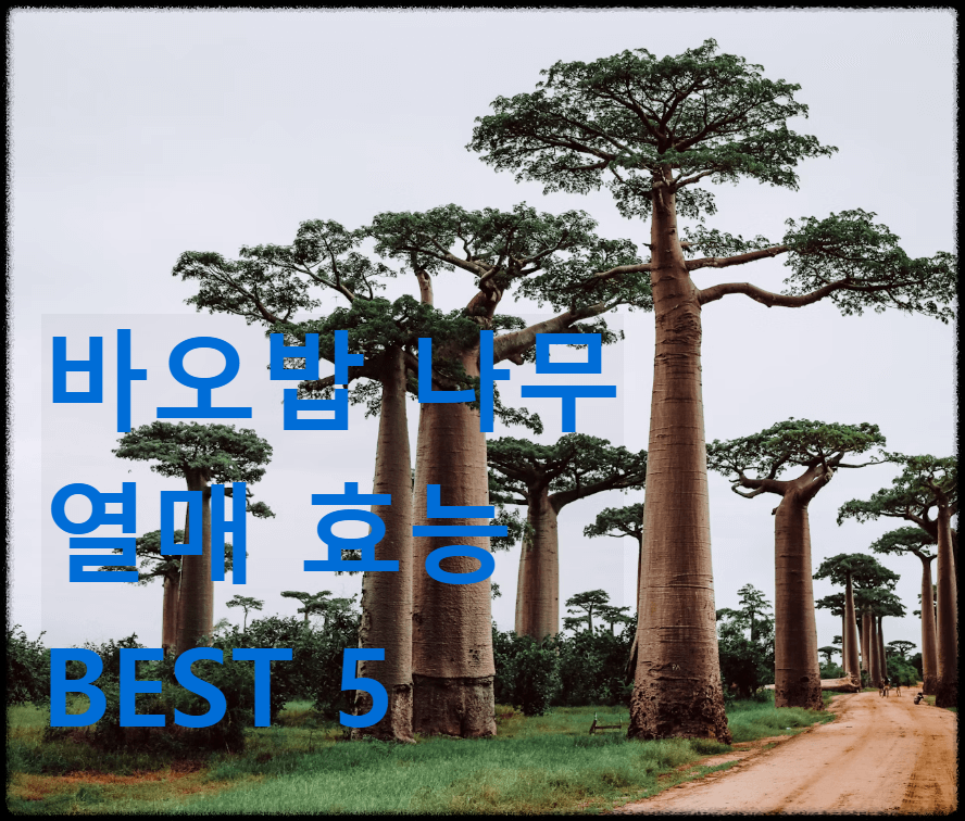 바오밥 나무 열매 효능