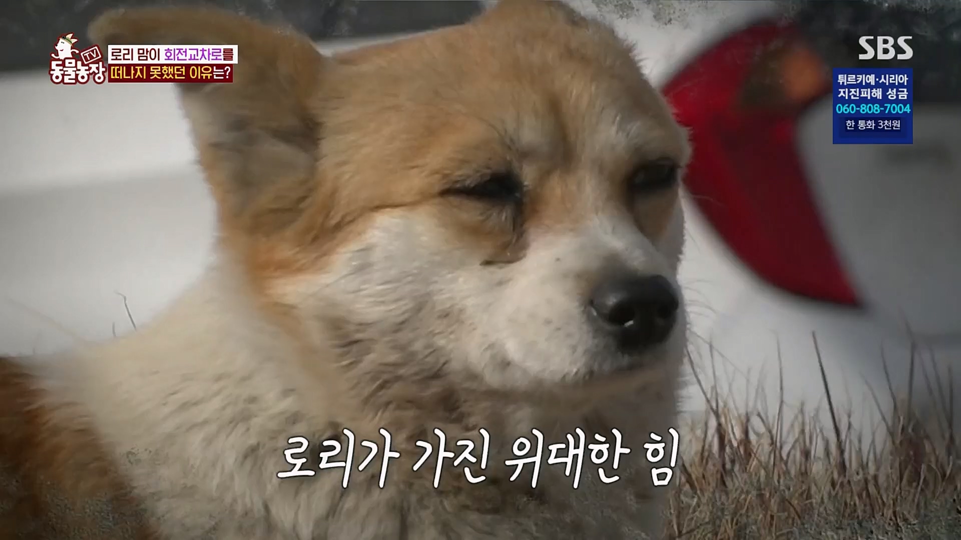TV 동물농장.E1109.230219p.H264-F1RST.mp4_20230219_142856.275.jpg