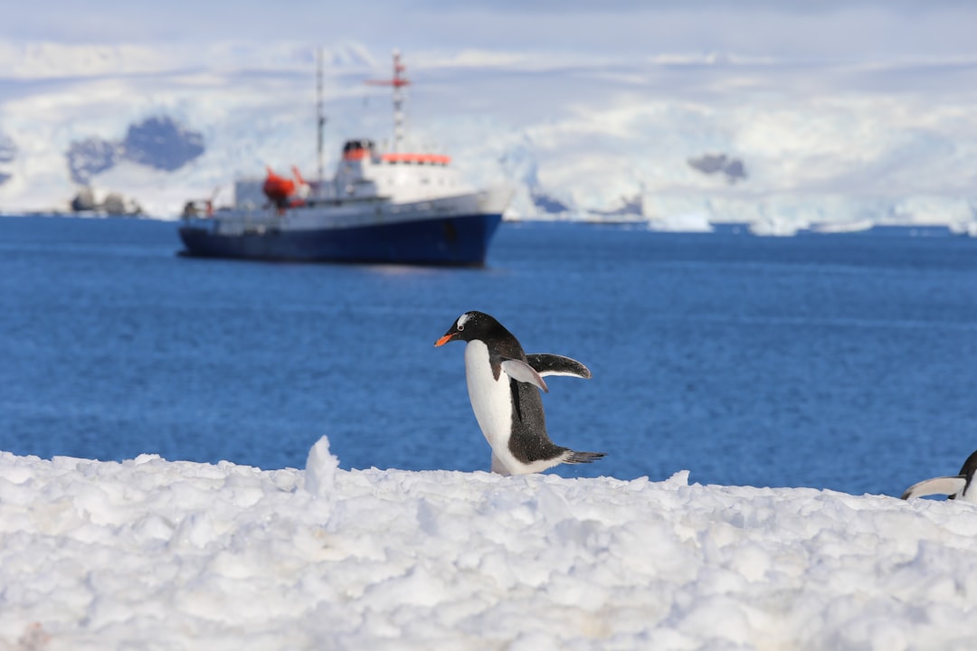 Penguin