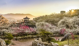 2024년 광양 매화축제 주차장위치 알아보기