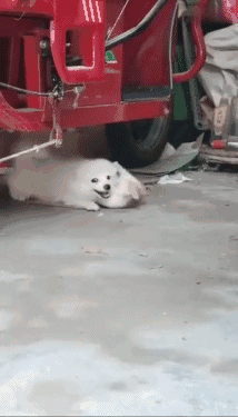  [짤] 19) 여보 나왔... .gif