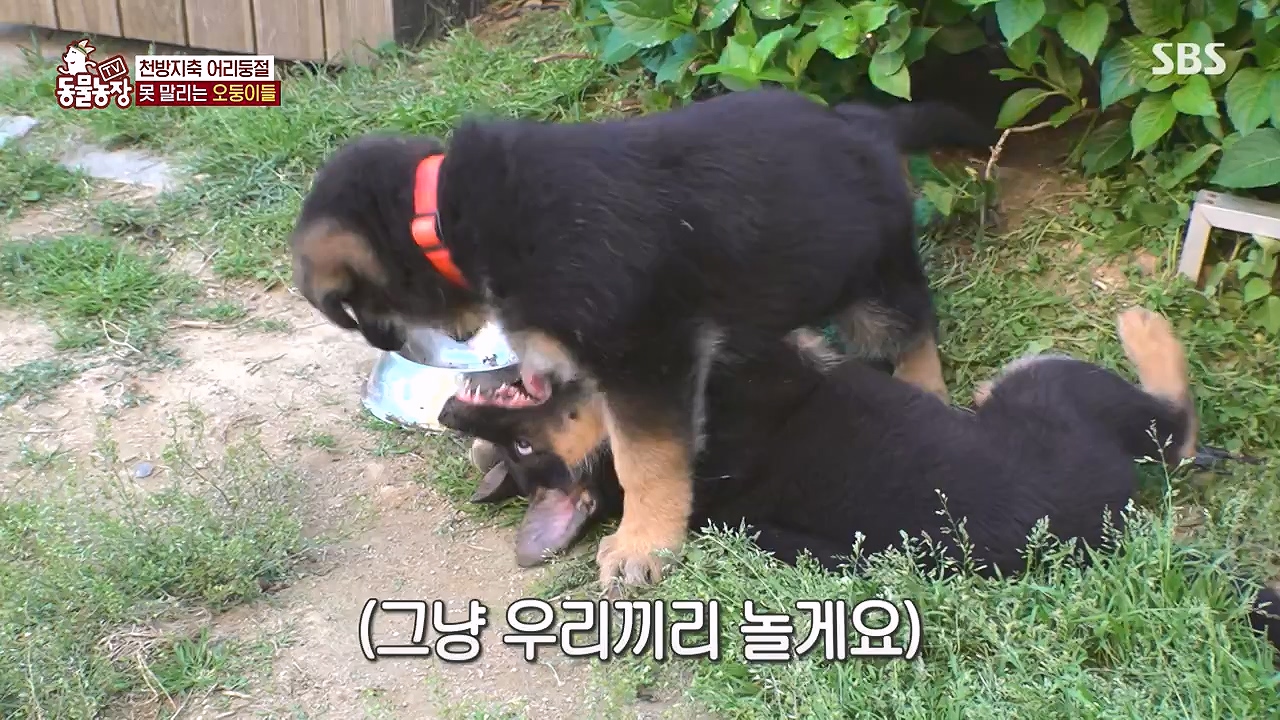 TV 동물농장.E1179.240708p-NEXT.mp4_20240707_160422.702.jpg