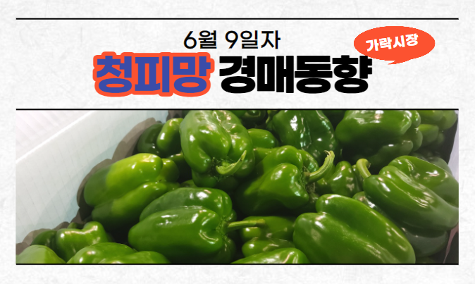  [경매사 일일보고] 6월 9일자 가락시장 청피망 경매동향을 살펴보겠습니다!