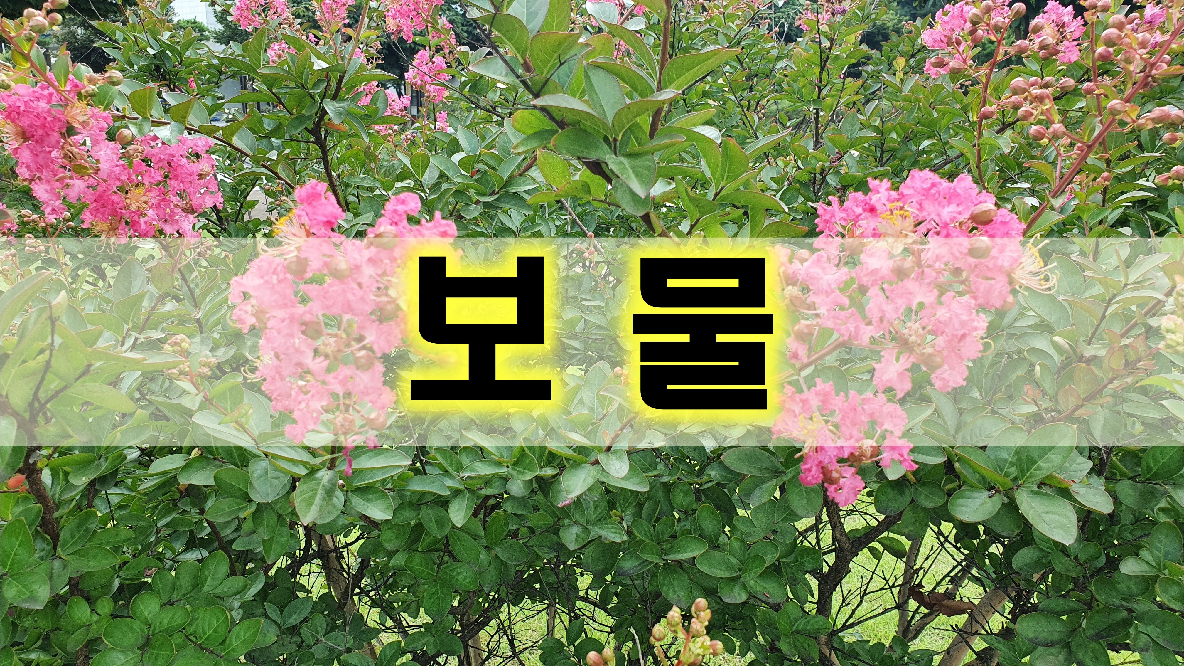  보물 [성장 명언]