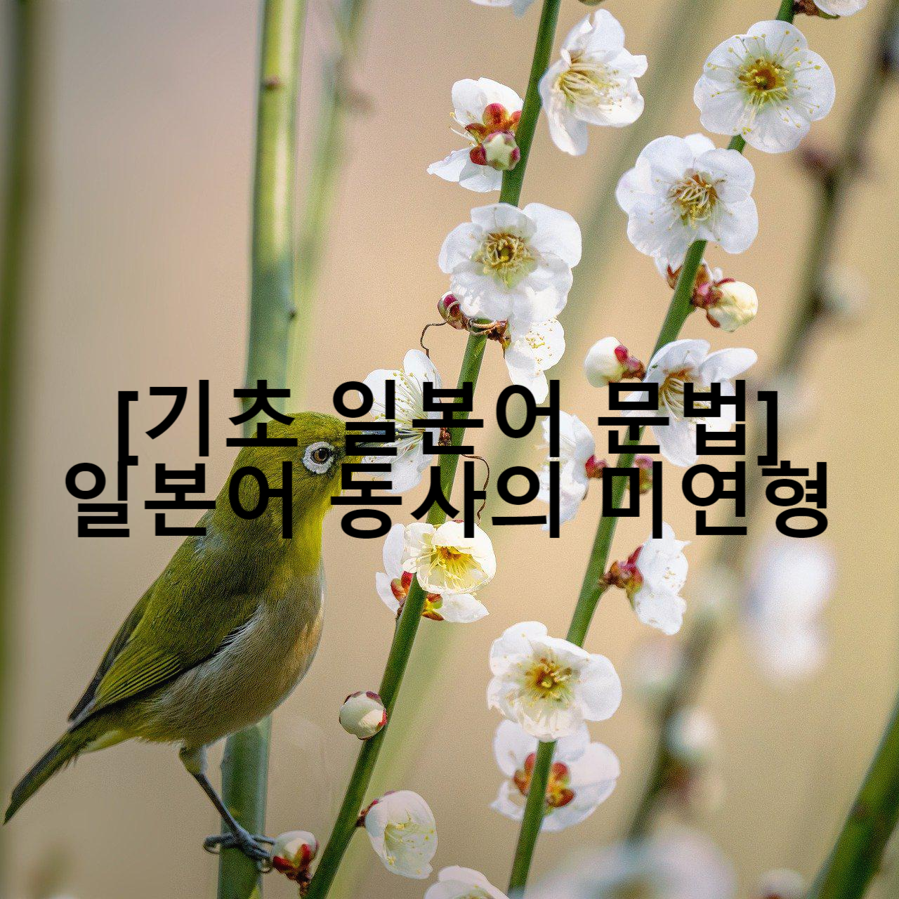 기초 일본어 문법 일본어 동사의 미연형